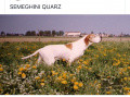 Pedigree SEMEGHINI QUARZ Pedigree SEMEGHINI QUARZ